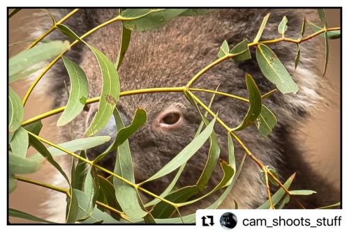 #Repost @cam_shoots_stuff with @make_repost ・・・ Why should the kookaburra have all the fun? A Southe