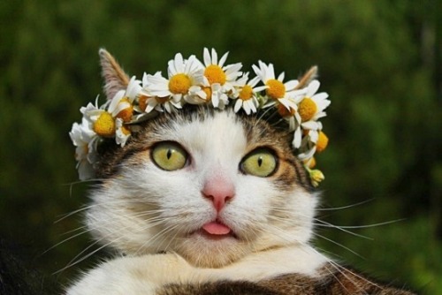 Animals-Addiction: The Real Queen