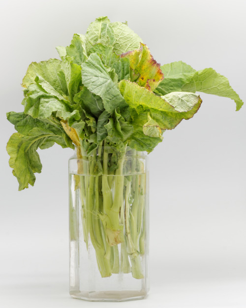 bacteriia:  Broccoli