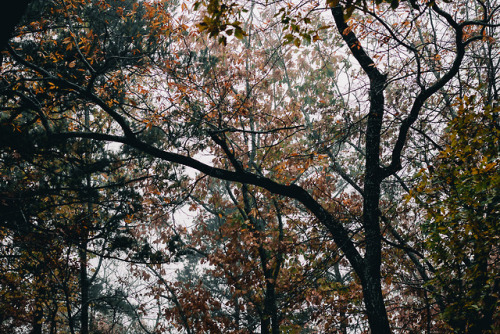 heremptynest:November rain i
