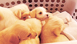 psychoanalyzeme: puppies in a laundry basket! ( x ) 