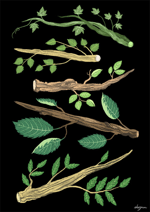 amandaherzman:more wand woods :)in order from top to bottom; ivy, birch, apple, elm and rowan