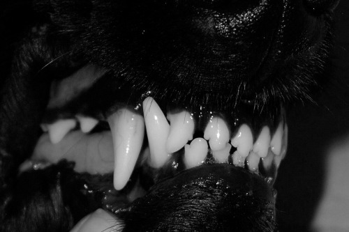 [a close-cropped black and white photo of a dog's muzzle, with a person's finger pulling the lip away to better display the teeth]  (Wikimedia Commons)