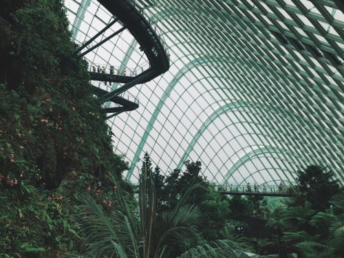 alext:  Cloud forest Singapore 