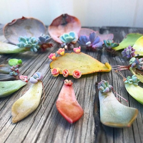 sosuperawesome:Botanical Artist Roz Borg on InstagramFollow So Super Awesome on Instagram