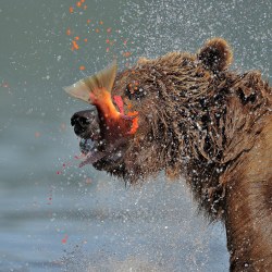 mushing1:  Russia. Kamchatka. Bear and salmon.