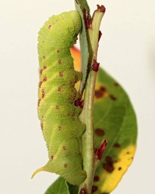 Paonias astylus, The Huckleberry Sphinx. I know I’ve posted this caterpillar and adult before, but I found so many this year it’s hard not to post them! This is a marvelous green form larva that was sent to me from NJ. If you’re willing to help...
