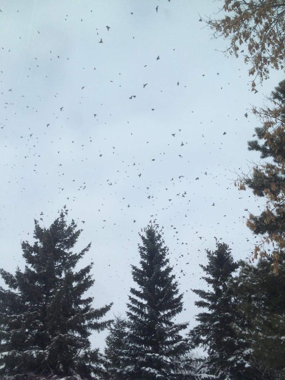 There were so many fucking birds outside my house and they all landed in my trees!!!