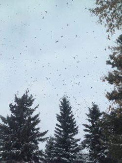 There were so many fucking birds outside my house and they all landed in my trees!!! It was so surreal.