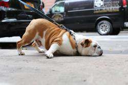 humansofnewyork:  &ldquo;He wants to go home.&rdquo;  Just leave me here I can&rsquo;t go on.