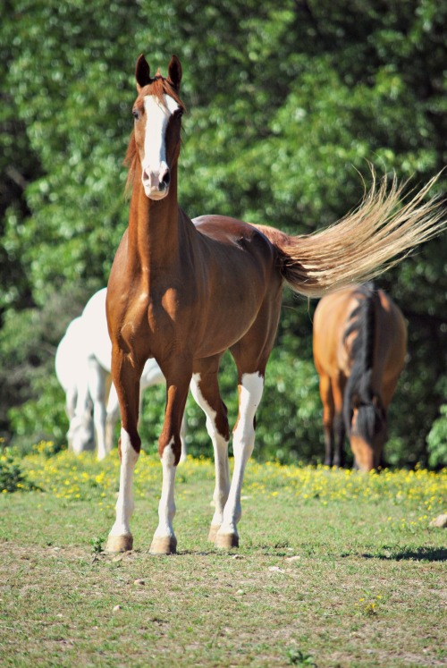 sammy-i-ammy:The Flash Saddlebred  Camp Creek Ranch Highlandville MOSaddlebreds are my favorite 