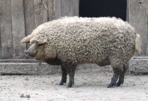 pardonmewhileipanic:waterbears:coolthingoftheday:Mangalica is a rare breed of pig of Hungarian origi