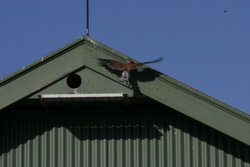 Little kestrel