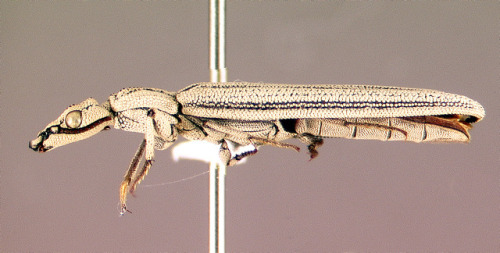 bowelflies:Tetraphalerus bruchi (Coleoptera: Ommatidae)