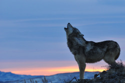 Her-Wolf: 	Howling Wolf At Sunrise By Anne-Marie Kalus    