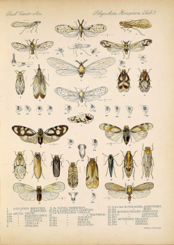 wapiti3:  Biologia Centrali-Americana :zoology, botany and archaeology /edited by Frederick Ducane Godman and Osbert Salvin. on Flickr. Publication info [London :Published for the editors by R. H. Porter],1879-1915 BHL Collections: Smithsonian Libraries