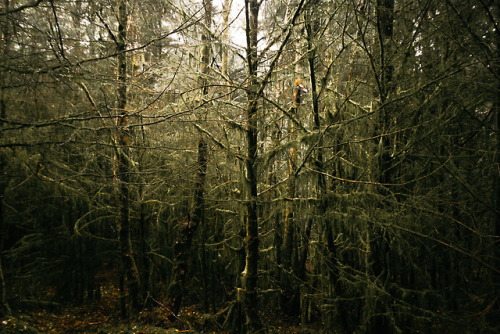 stereocolours: Dense, damp woodland for hours every direction. www.hiadammarshall.comwww.instagram.c