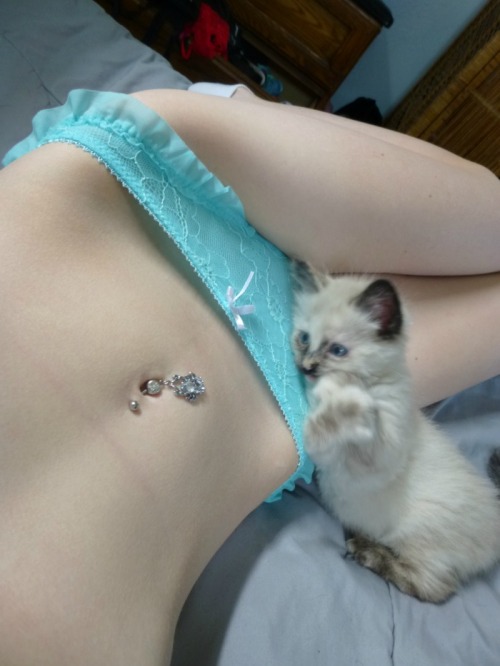 cherrybombkisses:  kitten hangs c: