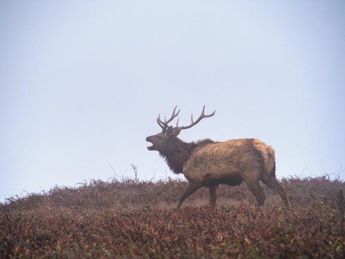 Last week I spent the day in Point Reyes, CA, and what a good day it was! I saw a coyote, plenty of 