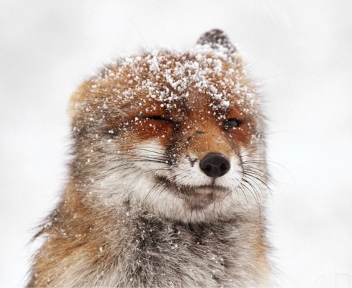 everythingfox::Roeselien Raimond