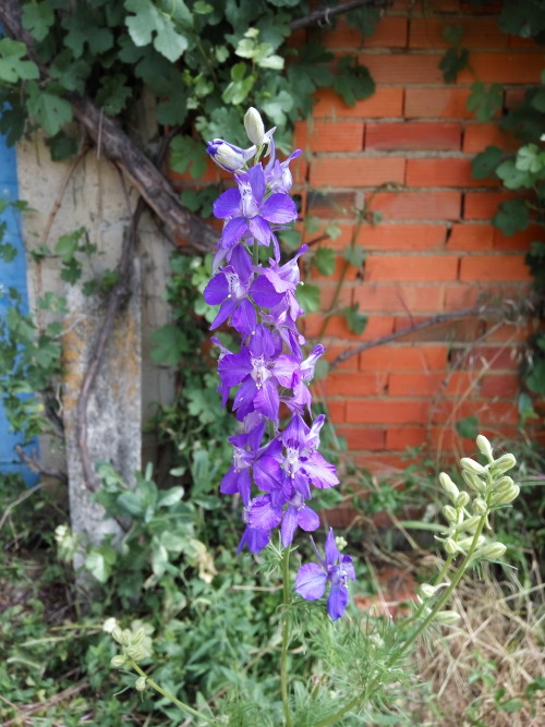 27/Jun/2016Grandpa isn’t here anymore, but the flowers he lovingly planted for grandma are sti