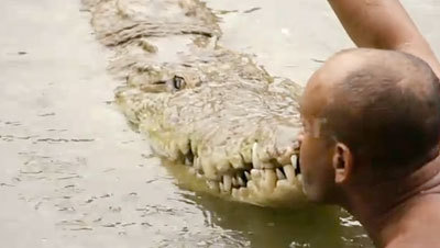 dudenaw:  WHAT  Pocho, the 5.2 meter (17 feet) long friendly crocodile! You’ve already met Gustave the killer croc, now it’s time to meet Pocho. Costa Rican fisherman Chito first met the croc after finding him with a gunshot wound on the banks of