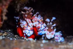 lifeunderthewaves:  Harlequin shrimp by GabyBarathieu Harlequin shrimp of Réunion island