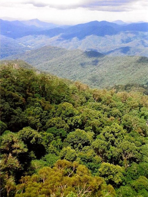 oceaniatropics: Killiekrankie Mountain. NSW, Australia,  by Peter Woodard