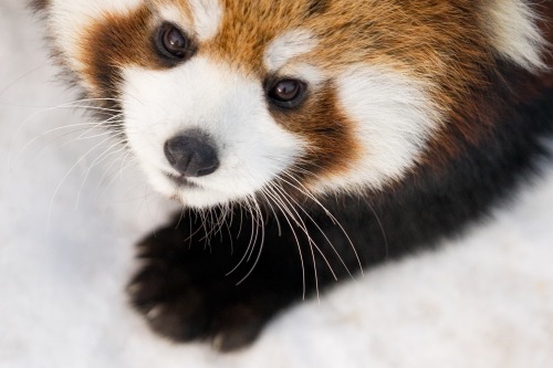 beautiful-wildlife:  Young Red Panda by David Benard 