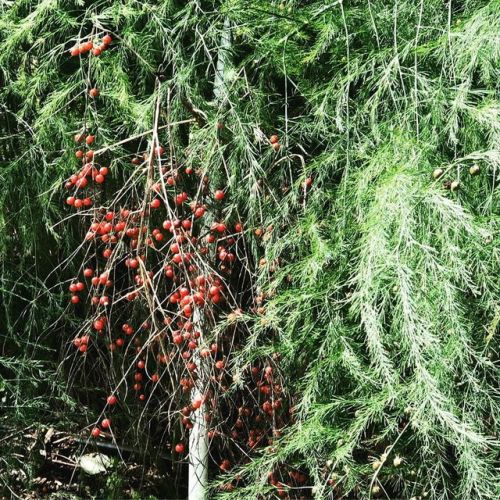 Did you know asparagus ferns grow red seed pods? Look at how pretty they are. Big fluffy fern tops w