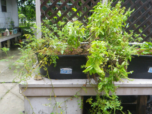 tropicalhomestead:Aquaponics update 8.26.2017The rain and heat are keeping the tank a little green, 