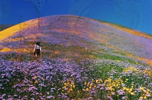 untidysouls: I’ve spent the last two months living and working in a Superbloom and it has been magical.  Southern California | 35mm soaked in laundry detergent Keep reading 