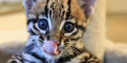 earthlynation:  Santos the Baby Ocelot. Source