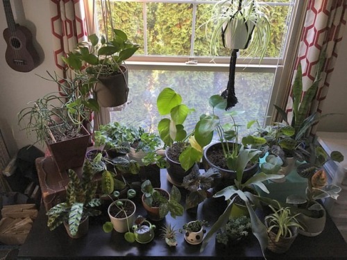 Alright so here’s (almost) all of my houseplants! I rounded the gang up together for a family photo 