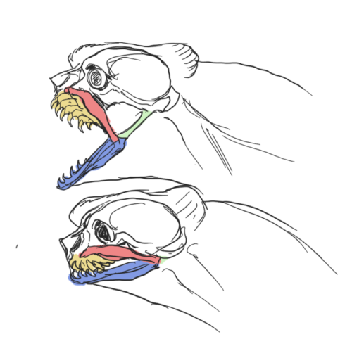 Cormorant dragon I like drawing dragons pretty much but I didn&rsquo;t draw them quite a while s