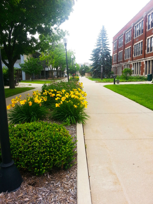 Loving all of the flowers planted along the mall walk towards Reeve Union! -Jessy