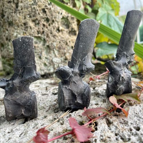 Plesiosaur vertebrae from the Jurassic Coast of Britain.  These fossils are from church cliffs near 