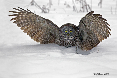 fairy-wren:  Great Grey Owl (photos by Malcolm Benn) 