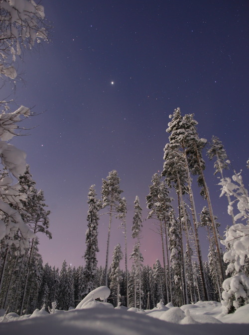 Bright Jupiter in the night skyby: Mikhail Reva