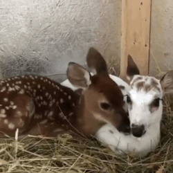 Deer Therian