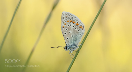 Butterfly In The Morning Light by MacroUniverse