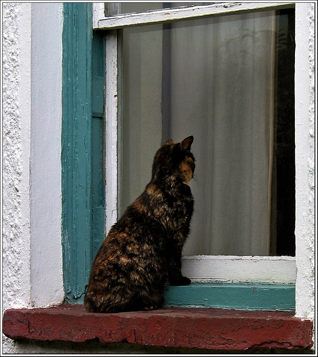 Don T Get Bit Isle Of Man Shorthair The Manx Cat Is A Breed Of