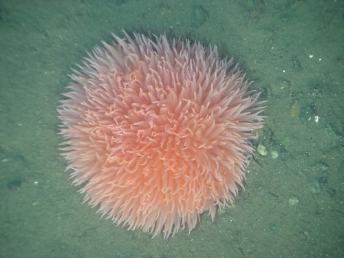 Pom-pom anemone