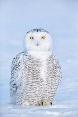 beautiful-wildlife:  Photo Series | Arctic Ghost  Images by © • Fred Lemire