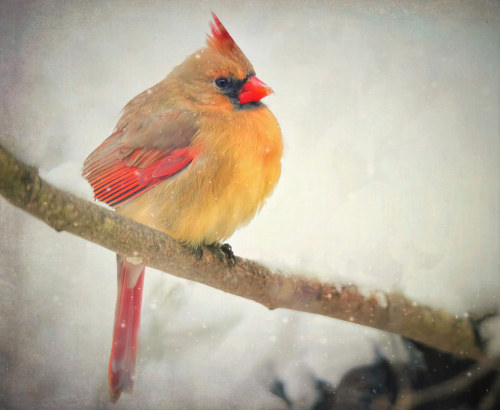 Once Upon a Snowy Christmas by Marie Brown Cottage Garden Topaz Studio Texture/Art Filters I lightly