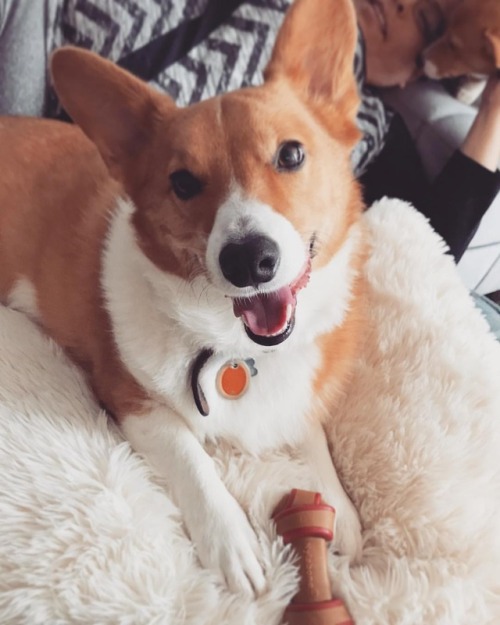 Yay! Mom got me a #PeanutButter #nylabone ! Honey is busy playing with auntie Juanita #corgi #corgis