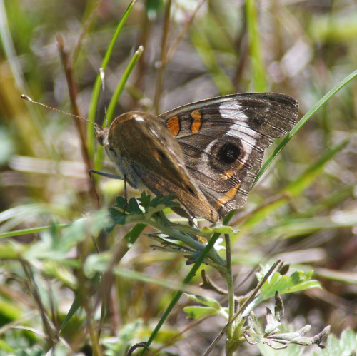 Common BuckeyeWalking Iron, 7-3-16