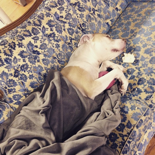 sammiesmalls666:  He made me tuck him in on the couch before I left. #booboo