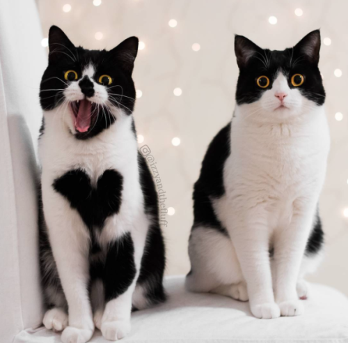 annethecatdetective: catsbeaversandducks: Izzy &amp; Zoë  “We are sisters!&rdquo