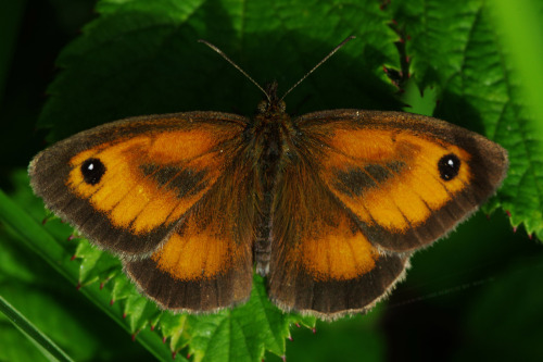 Pyronia tithonus - the gatekeeper. It likes brambles and lives in southern Britain,